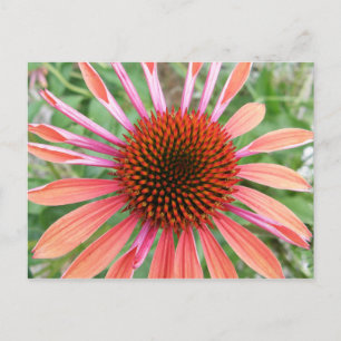 Cartão Postal Cartões-postais do ventilador do Coneflower/Rudbe