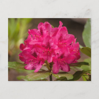 Cartão Postal Cartões-postais Flores De Rhododendron Rosa Quente
