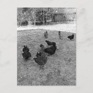 Cartão Postal Cartões-postais Hens no Barn Yard