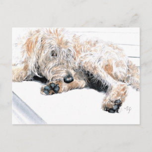 Cartão Postal Cartões-postais Labradoodle com sono