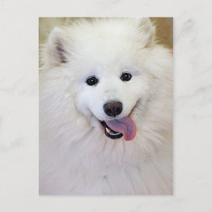 Cartão Postal Cartões-postais Samoyed Dog Breed