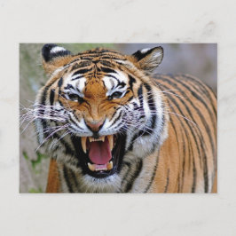 Cartão Postal Cartões-postais Tigre e Zangado