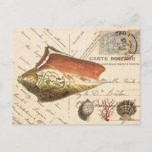 Cartão Postal Cartola Vintage Conch e conchas marítimas