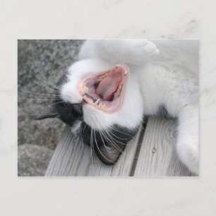 Cartão Postal Carulmare Cat Yawn CC0379 Cartão-postal