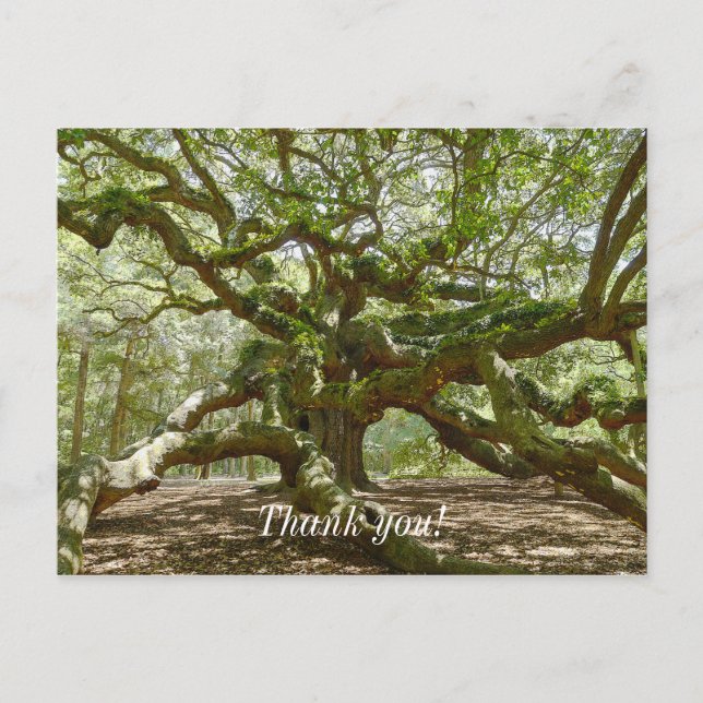Cartão Postal Carvalho Angel Oak majestoso (Frente)