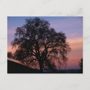 Cartão Postal Carvalho de inverno no Sunset
