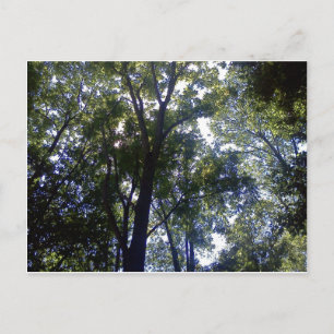 Cartão Postal Casa de Elves