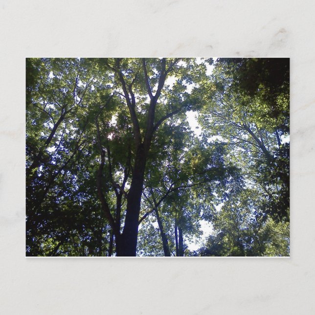 Cartão Postal Casa de Elves (Frente)