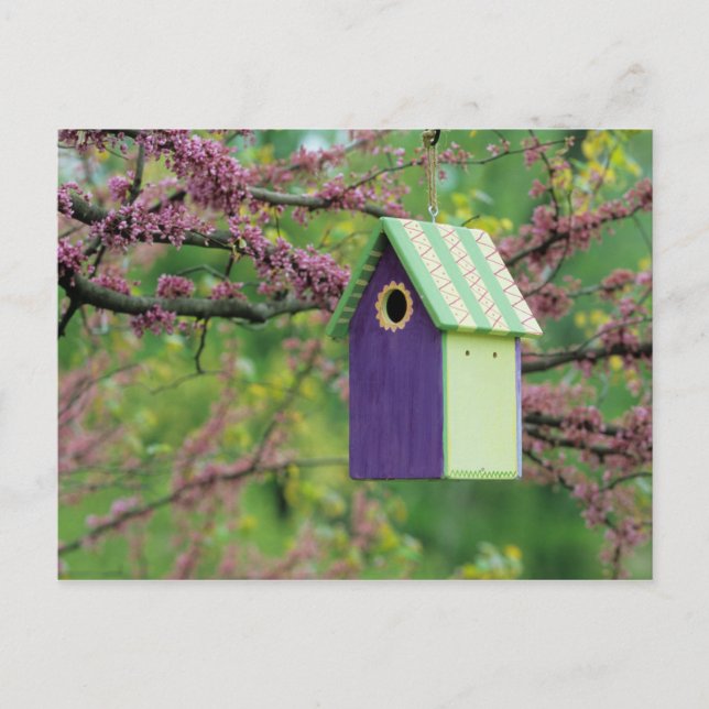 Cartão Postal Casa de Pássaros Em Uma Árvore Redbud (Frente)