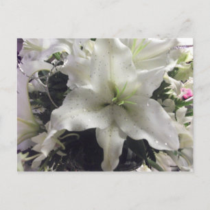 Cartão postal Casablanca Lily