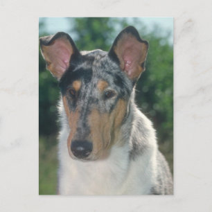 Cartão Postal Casaco Suave de Collie Merle Azul
