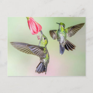 Cartão Postal Casal Costa Rica Hummingbird Voando Juntos