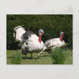 Cartão Postal Casal da Turquia