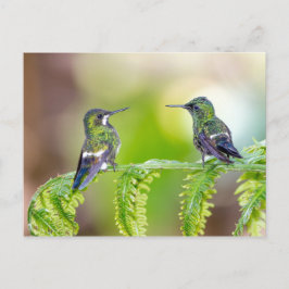 Cartão Postal Casal de beija-flor em folha
