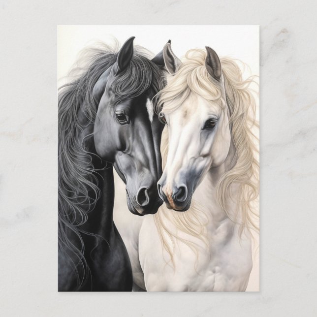 Cartão Postal Casal de Cavalos Cavalo Preto e Branco Postcrossin (Frente)