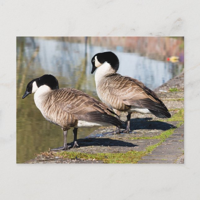 Cartão Postal Casal de Ganso do Canadá (Frente)