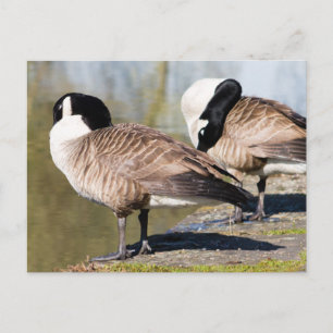 Cartão Postal Casal de Ganso do Canadá