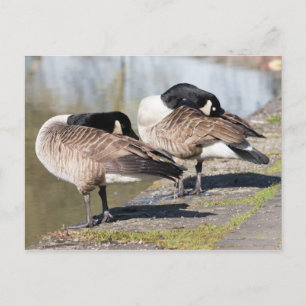 Cartão Postal Casal de Ganso do Canadá