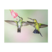Casal de Hummingbird Voando Lado a Lado