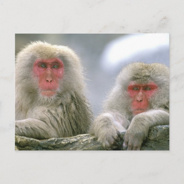 Cartão Postal Casal de Macaco da Neve, Macaco Japonês, (Frente)
