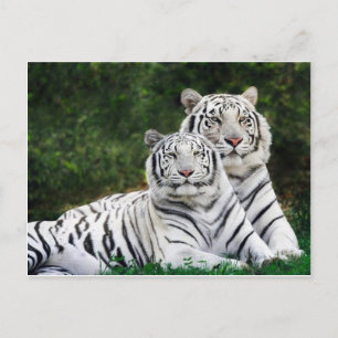 Cartão Postal casal do tigre