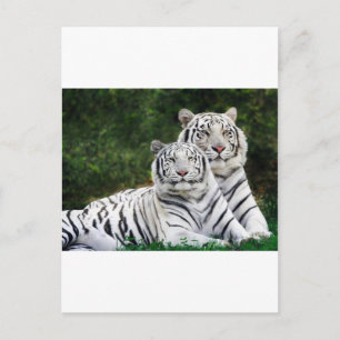 Cartão Postal casal do tigre