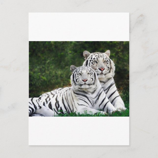 Cartão Postal casal do tigre (Frente)