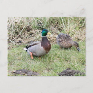 Cartão Postal Casal Mallard
