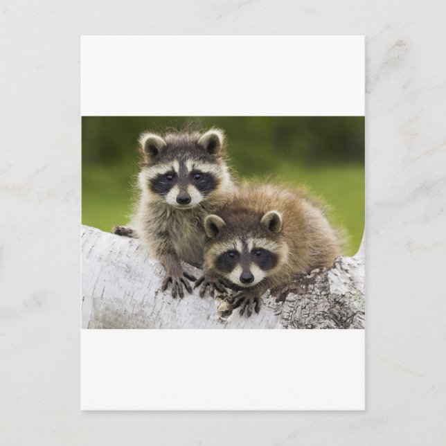 Cartão Postal Casal Raccoon (Frente)