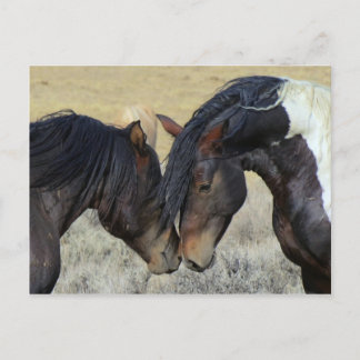 Cartão Postal Casal selvagem