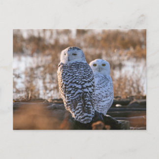 Cartão Postal Casal Snowy Owl