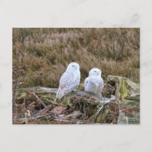 Cartão Postal Casal Snowy Owl