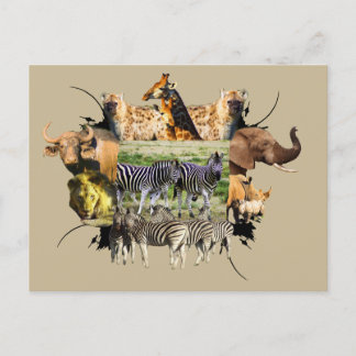 Cartão Postal Casal Zebra do Quadro Africano da Vida Selvagem