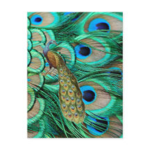 casamento do pavão-de-bruxo romântico