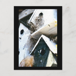 Cartão Postal Casas de aves