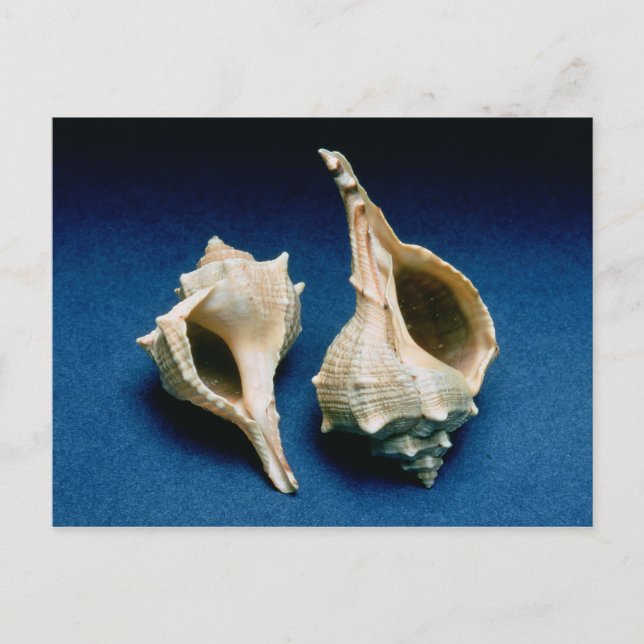 Cartão Postal Casca de Murex (Frente)