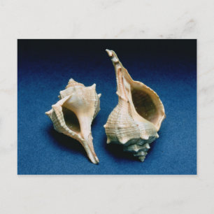Cartão Postal Casca de Murex