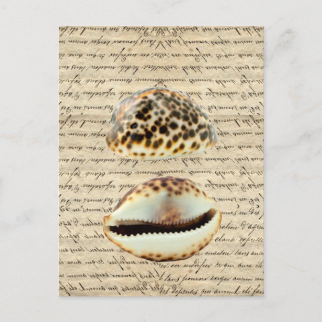 Cartão Postal Cascas de Cowrie (Frente)