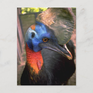 Cartão Postal Cassowary