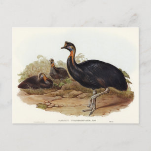 Cartão Postal Cassowary carunculado por Elizabeth Gould