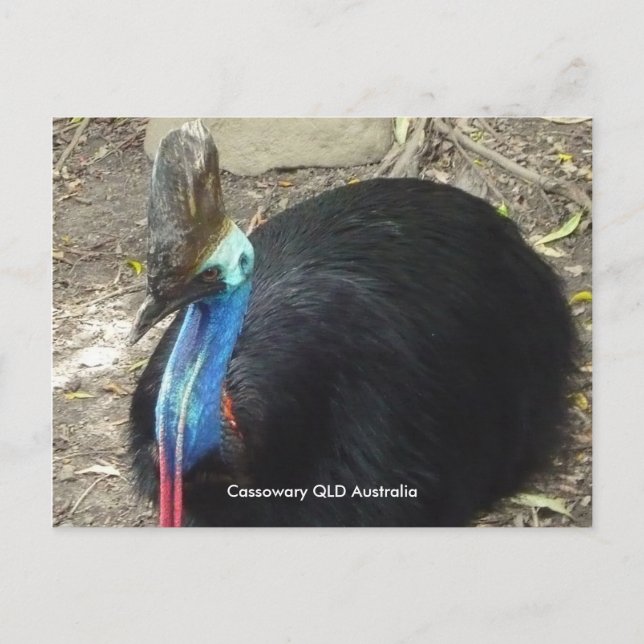 Cartão postal Cassowary QLD Austrália (Frente)