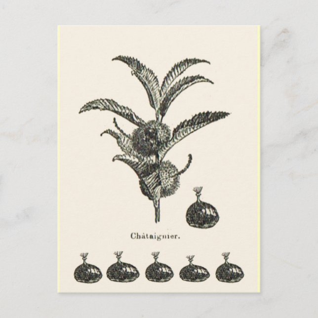 Cartão Postal Castanha (Frente)