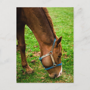 Cartão Postal Castanha após Bath