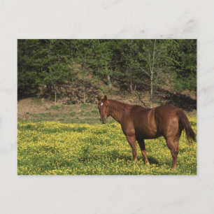 Cartão Postal Castanha em Flores Amarelas