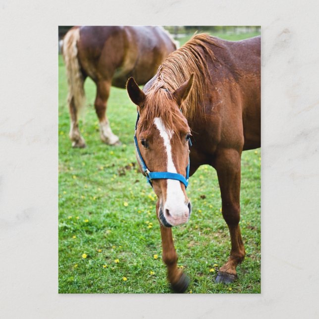 Cartão Postal Castanha Molhada (Frente)