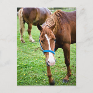 Cartão Postal Castanho