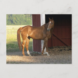 Cartão Postal Castanho
