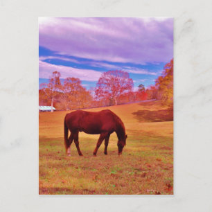 Cartão Postal > Castanho em um campo de cor sonâmbulo