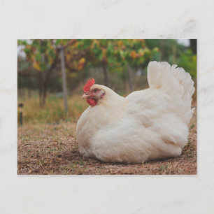 Cartão Postal Castanho Funky Hen Hy-Line Silver Brown