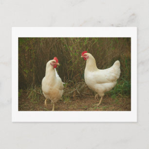 Cartão Postal Castanho Funky Hen Hy-Line Silver Brown